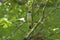 Eastern kingbird perched in a tree in central New Hampshire