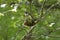 Eastern kingbird perched in a tree in central New Hampshire