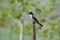 Eastern Kingbird perched on twig