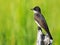 Eastern Kingbird Standing on a Dead Tree