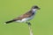 Eastern Kingbird Standing on a Tree Branch