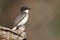 Eastern Kingbird (Tyrannus)