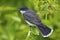 Eastern Kingbird (Tyrannus tyrannus)