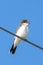 The eastern kingbird Tyrannus tyrannus is a large tyrant flycatcher native to North America singing loudly while perched on a