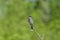 Eastern Kingbird on a Woodland Branch