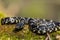 Eastern Kingsnake