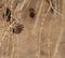 Eastern Larch Pinecone Background