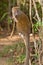 Eastern Lesser Bamboo Lemur