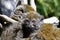 Eastern lesser bamboo lemur (Hapalemur griseus)