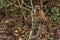 Eastern lesser Bamboo lemur - Hapalemur griseus - holding to a thin tree, closeup detail