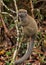 Eastern lesser Bamboo lemur - Hapalemur griseus - holding to a thin tree, closeup detail