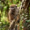 Eastern lesser Bamboo lemur - Hapalemur griseus - holding to a thin tree, closeup detail to furry face looking to side