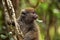 Eastern lesser Bamboo lemur - Hapalemur griseus - holding to a thin tree, closeup detail to furry face looking to side