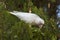 The Eastern Long-billed Corella