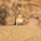 Eastern Long-billed Lark