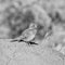 Eastern Long-billed Lark