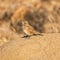 Eastern Long-billed Lark