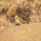 Eastern Long-billed Lark