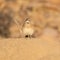 Eastern Long-billed Lark