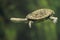 Eastern long-necked turtle