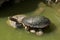 Eastern long-necked turtle