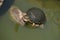 Eastern long-necked turtle