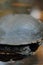 Eastern long-necked turtle (Chelodina longicollis)