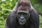 Eastern lowland gorilla