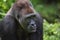 Eastern lowland gorilla