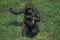 Eastern Lowland Gorilla, gorilla gorilla graueri, Baby Displaying by beating Chest