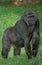 EASTERN LOWLAND GORILLA gorilla gorilla graueri, FEMALE STANDING ON GRASS