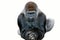EASTERN LOWLAND GORILLA gorilla gorilla graueri, MALE AGAINST WHITE BACKGROUND