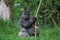 EASTERN LOWLAND GORILLA gorilla gorilla graueri, MALE EATING BARK ON BRANCH