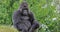Eastern Lowland Gorilla, gorilla gorilla graueri, Male sitting
