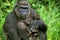 EASTERN LOWLAND GORILLA gorilla gorilla graueri, MOTHER CARRYING BABY