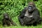 EASTERN LOWLAND GORILLA gorilla gorilla graueri, MOTHER WITH YOUNG SITTING ON GRASS