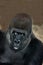 EASTERN LOWLAND GORILLA gorilla gorilla graueri, PORTRAIT OF ADULT