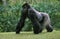 EASTERN LOWLAND GORILLA gorilla gorilla graueri, SILVER BACK MALE