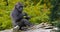 Eastern Lowland Gorilla, gorilla gorilla graueri, Young