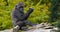 Eastern Lowland Gorilla, gorilla gorilla graueri, Young