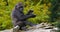 Eastern Lowland Gorilla, gorilla gorilla graueri, Young