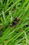 Eastern lubber grasshopper on grass