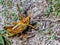 Eastern Lubber Grasshopper - the party-colored scourge of the Everglades