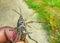 Eastern Lubber Grasshopper Romalea Microptera
