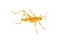 Eastern Lubber Grasshopper white background