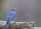 Eastern male bluebird in snow