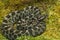 Eastern Massasauga