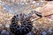 Eastern Massasauga Rattlesnake  29787