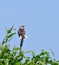 Eastern Meadowlark