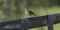 Eastern meadowlark facing away towards sun while perched on wooden fence